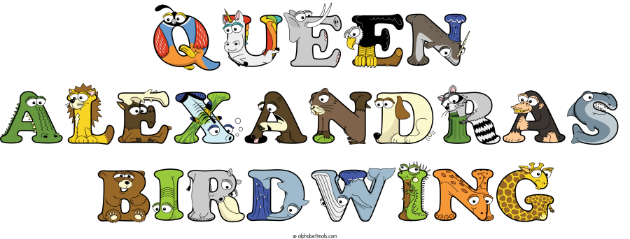 Queen Alexandras  Birdwing animal word art spelling Queen Alexandras  Birdwing with Alphabetimals - cartoon alphabet animals