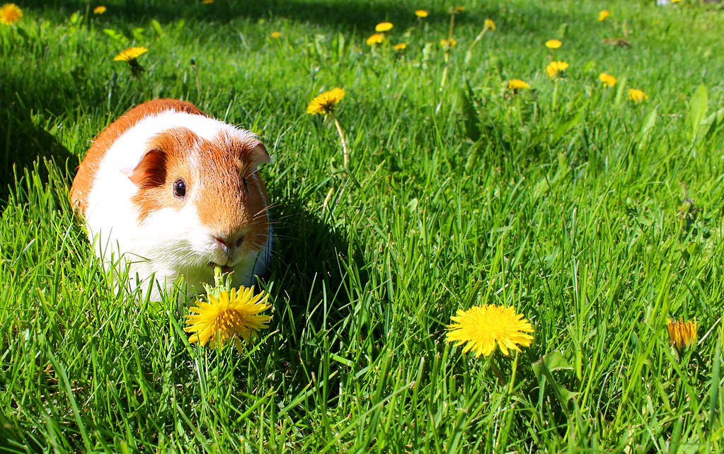 Guinea pig in the meadow