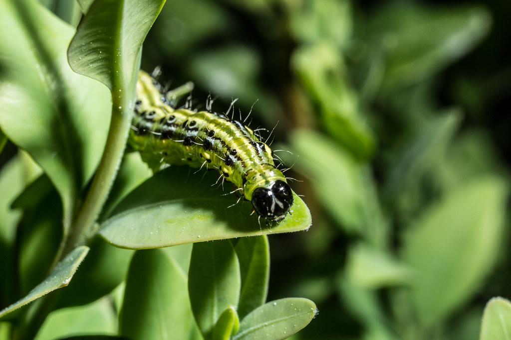 Caterpillar