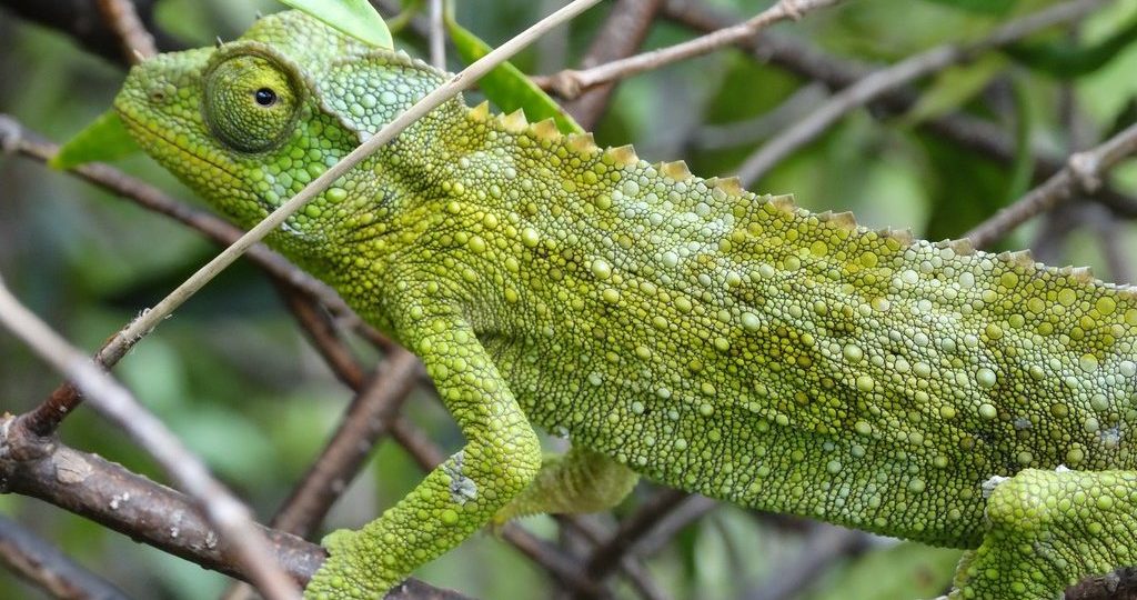 Chameleon on the branch