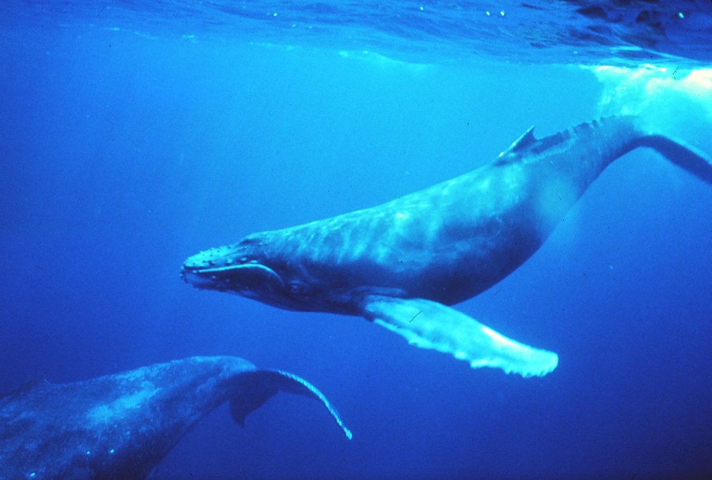 Whales in the deep