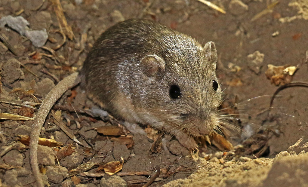 Mouse
