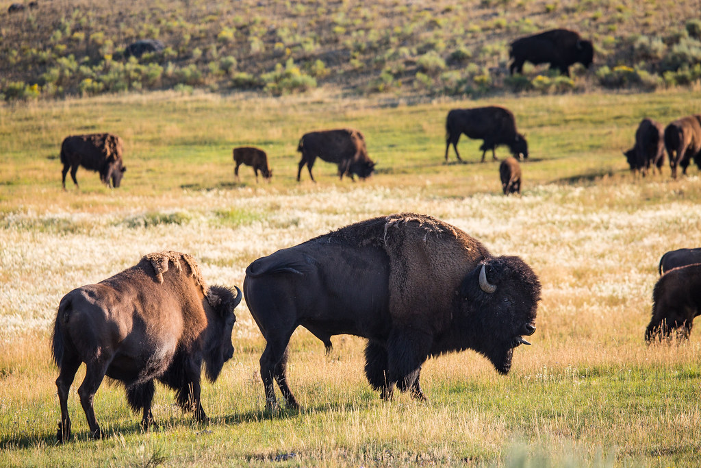 Bisons on the Walking