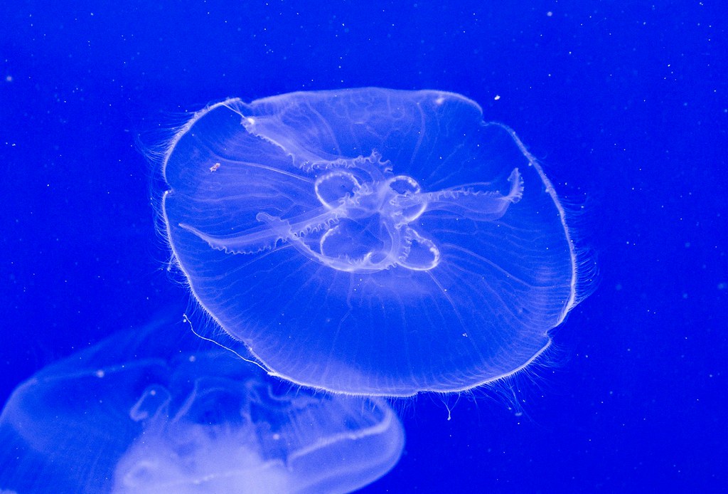 Jellyfish