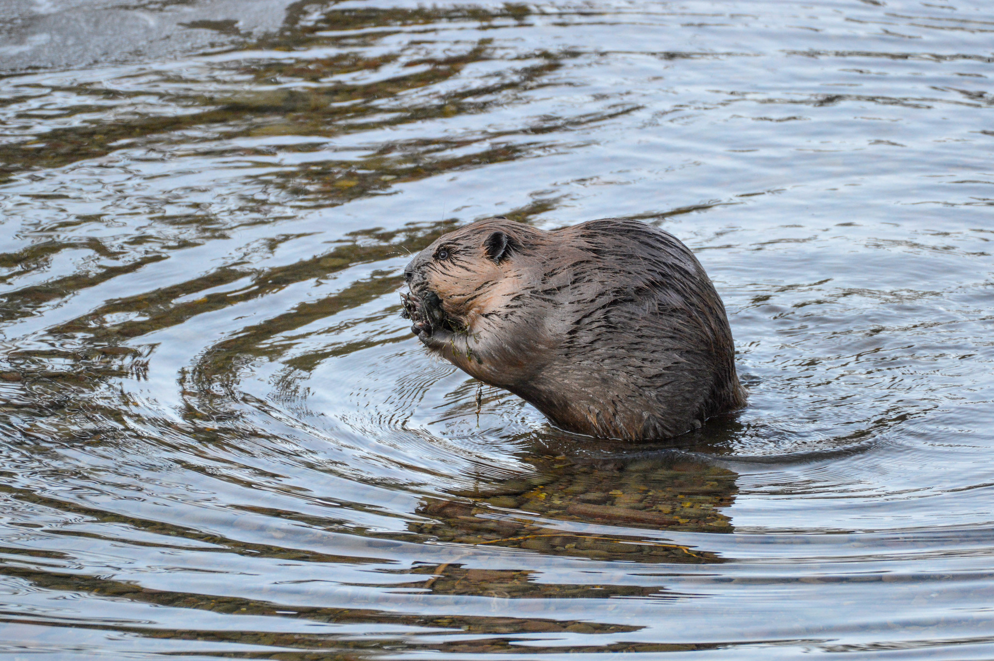Beaver in the water
