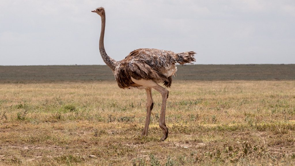 Ostrich