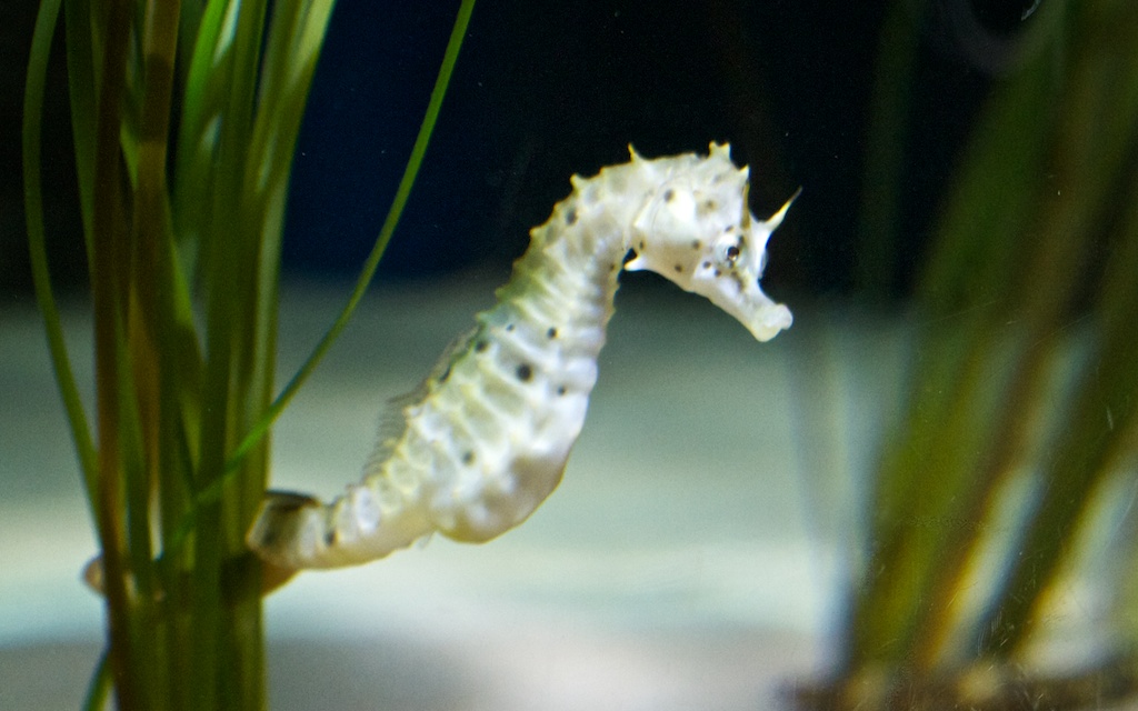 Seahorse