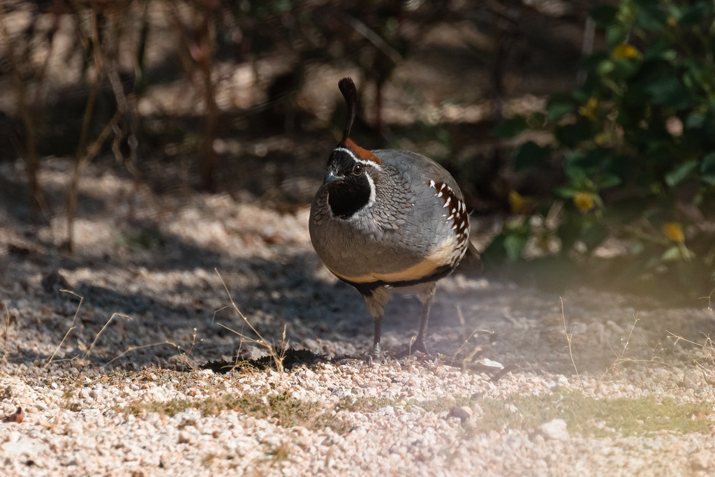 Quail