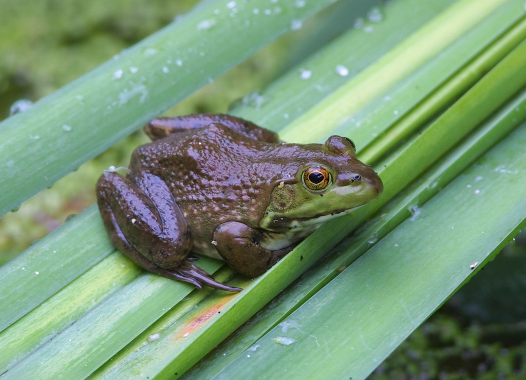 Frog