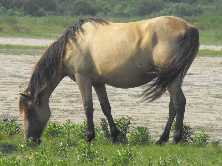Horse on the meadow