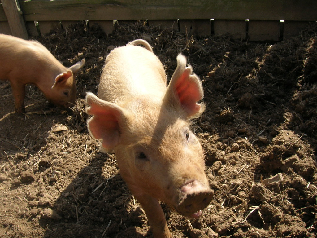 Pigs on the farm