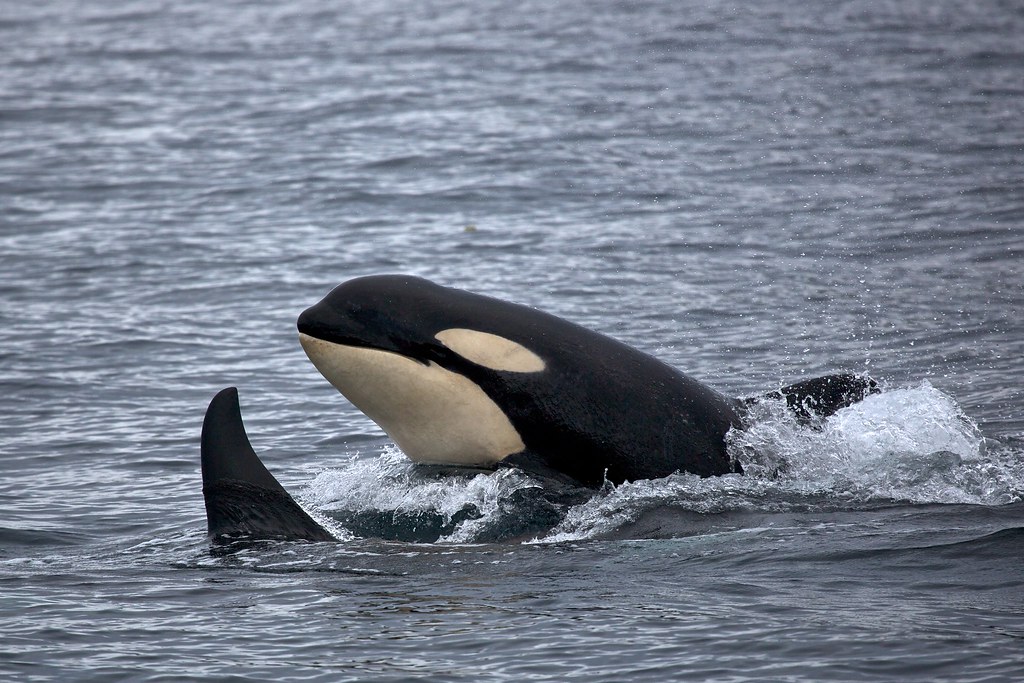 Orca in water