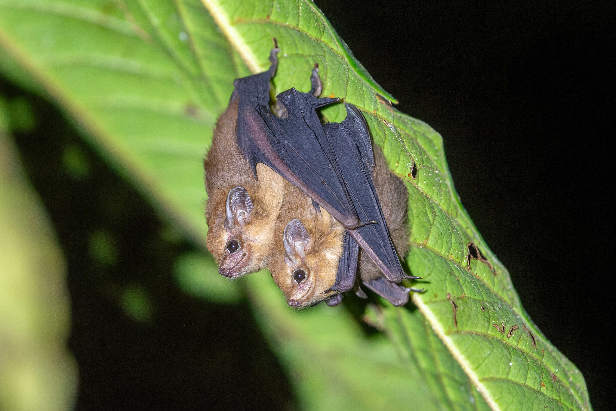bats on leaves