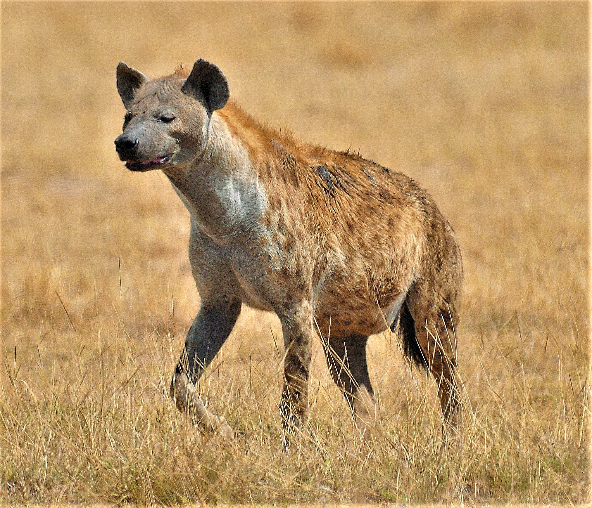Hyena