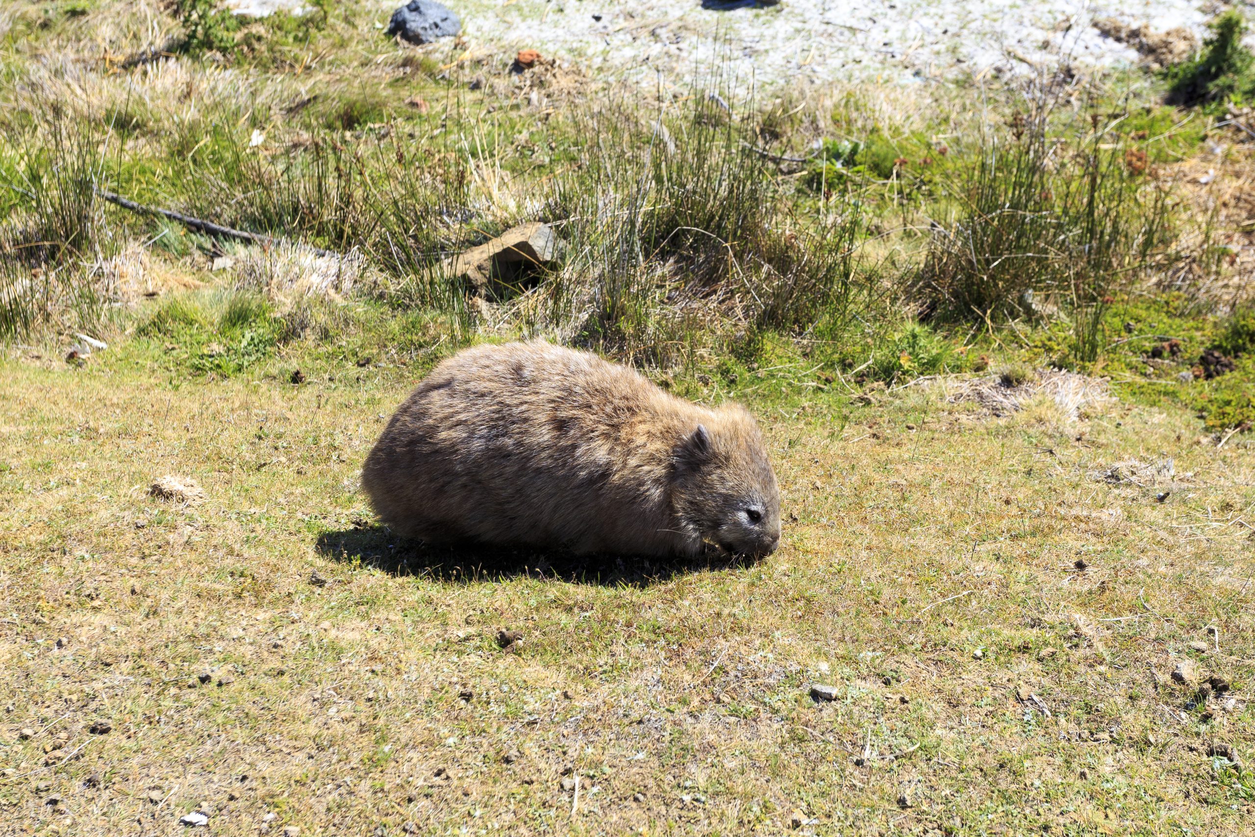 Wombat