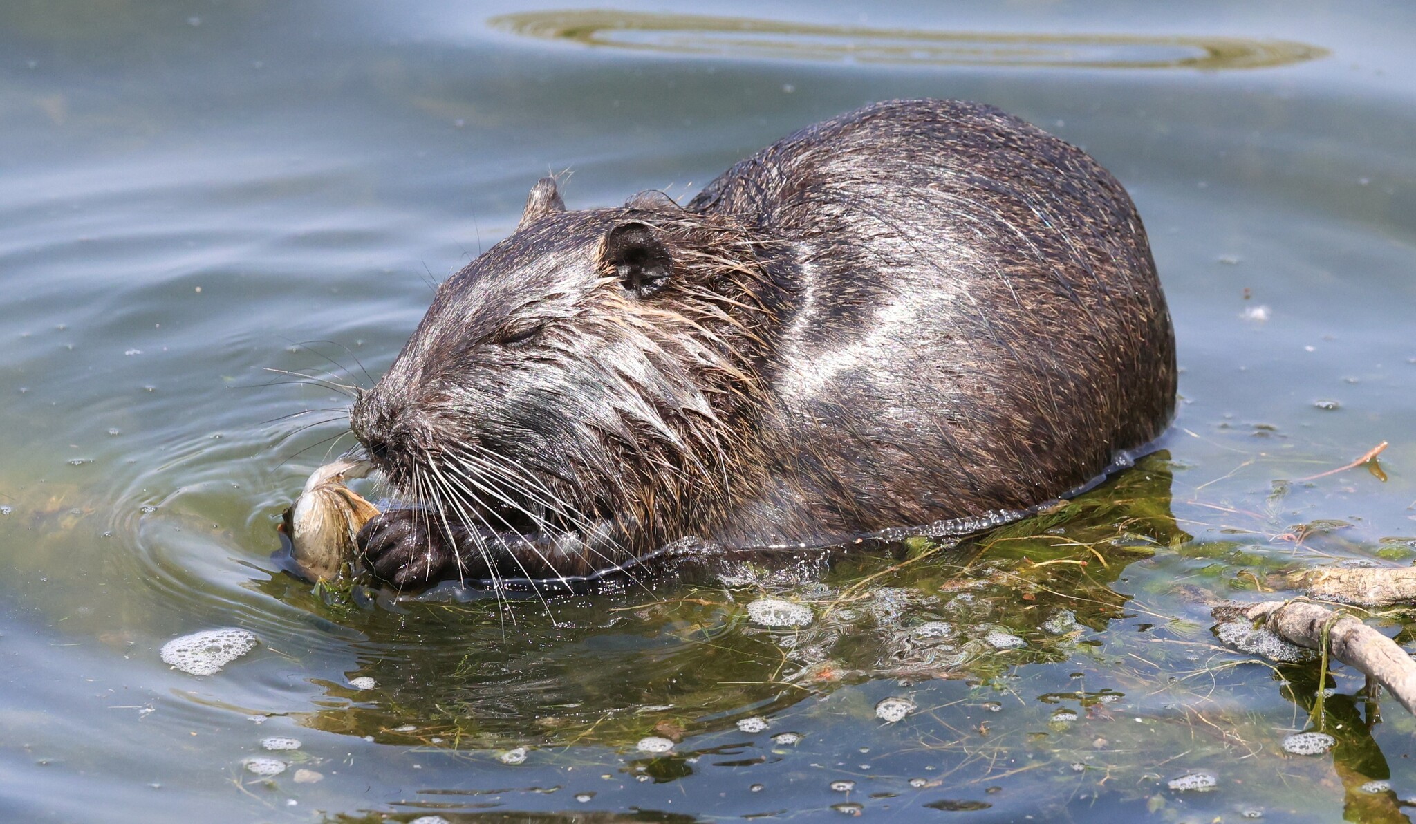 Nutria in water