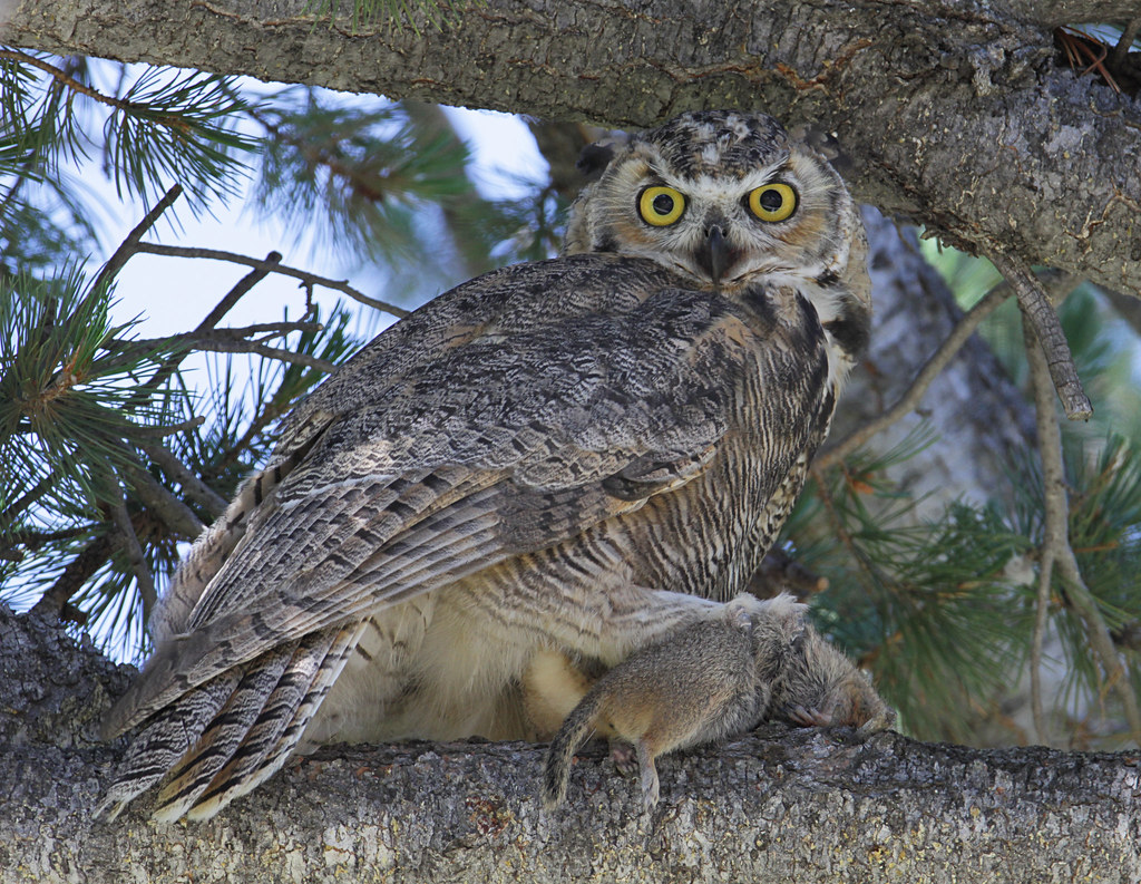 The owl caught the mouse
