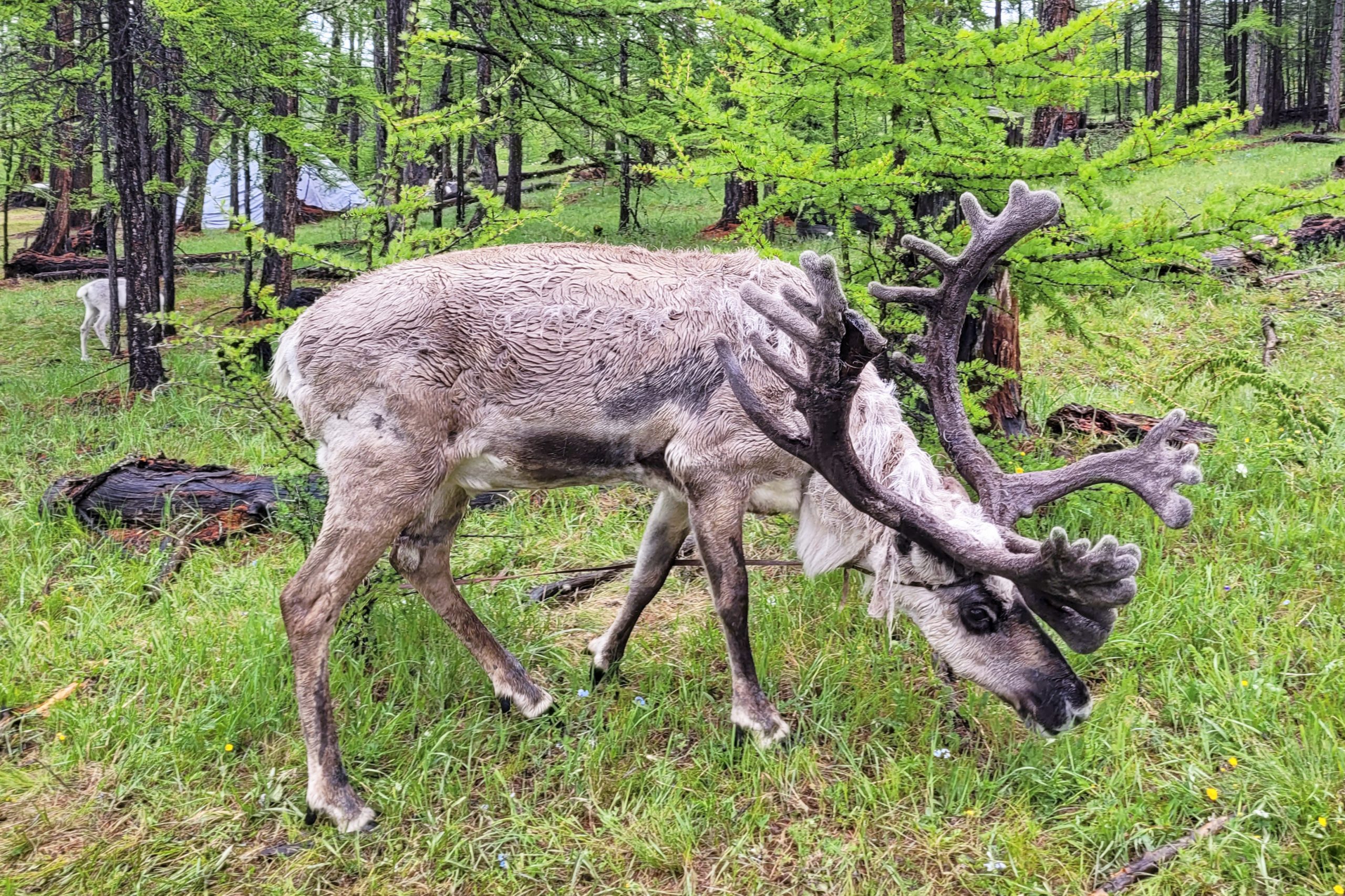 Reindeer in forest