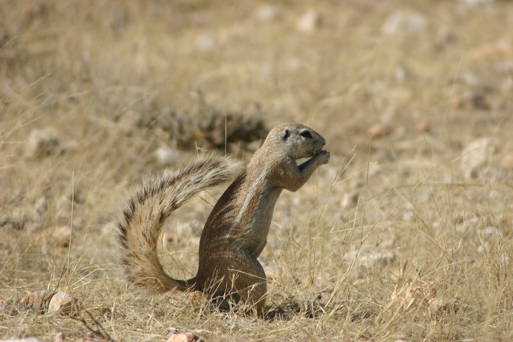Xerus in the field