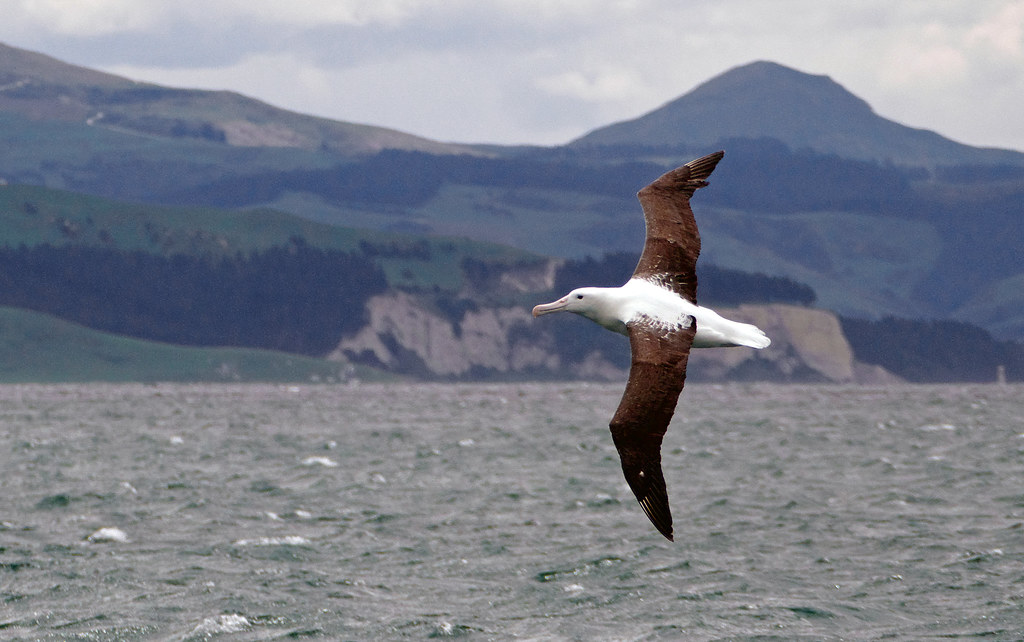 Albatross flying