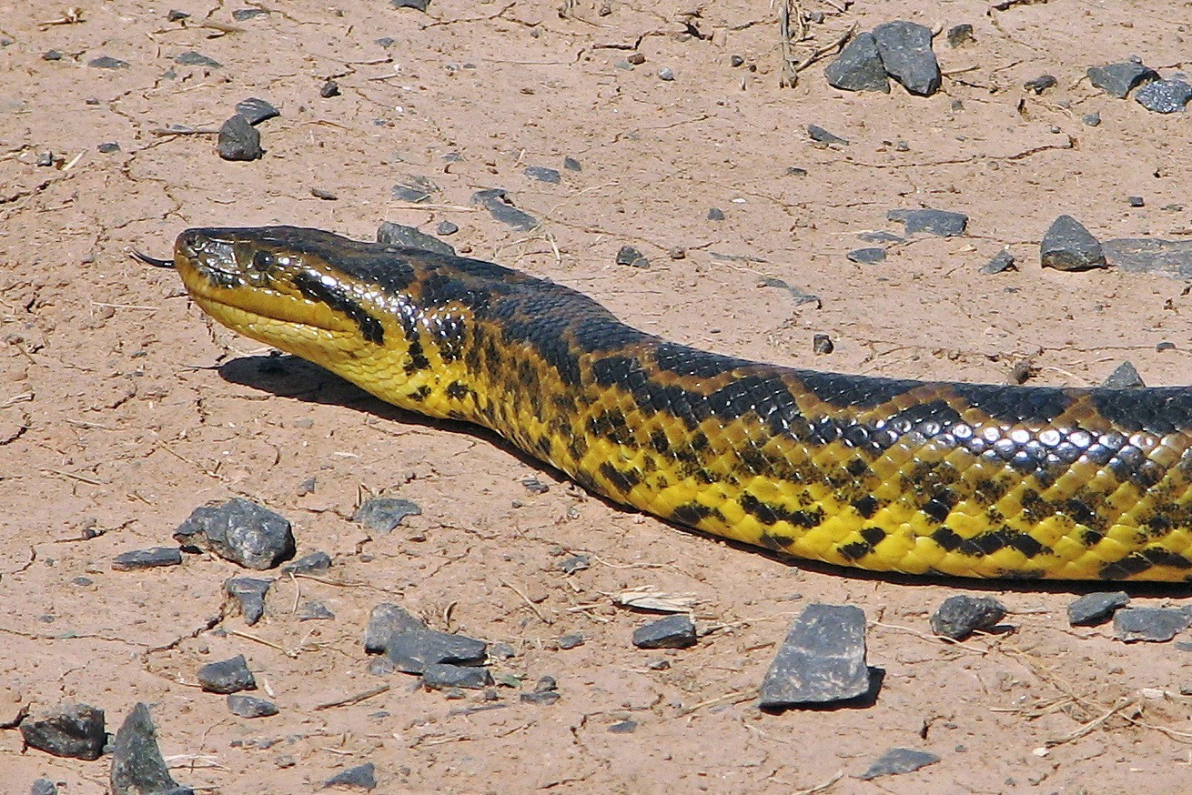Anaconda