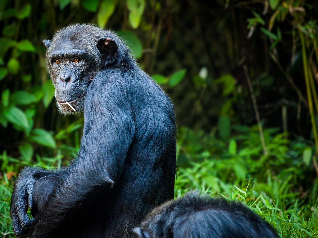 Chimpanzee looking