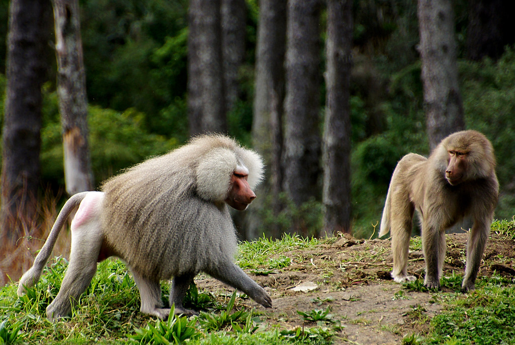 Baboons
