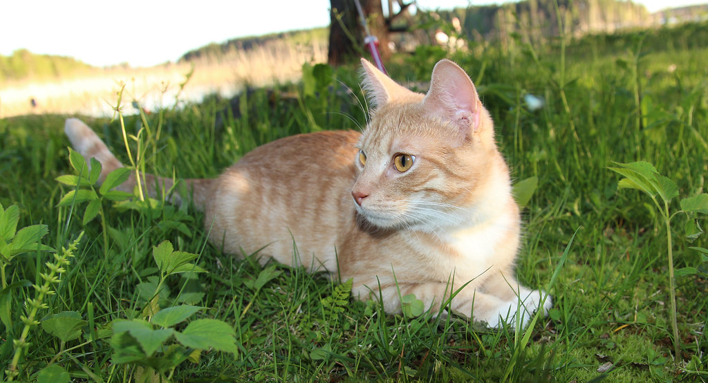 Cat in the grass
