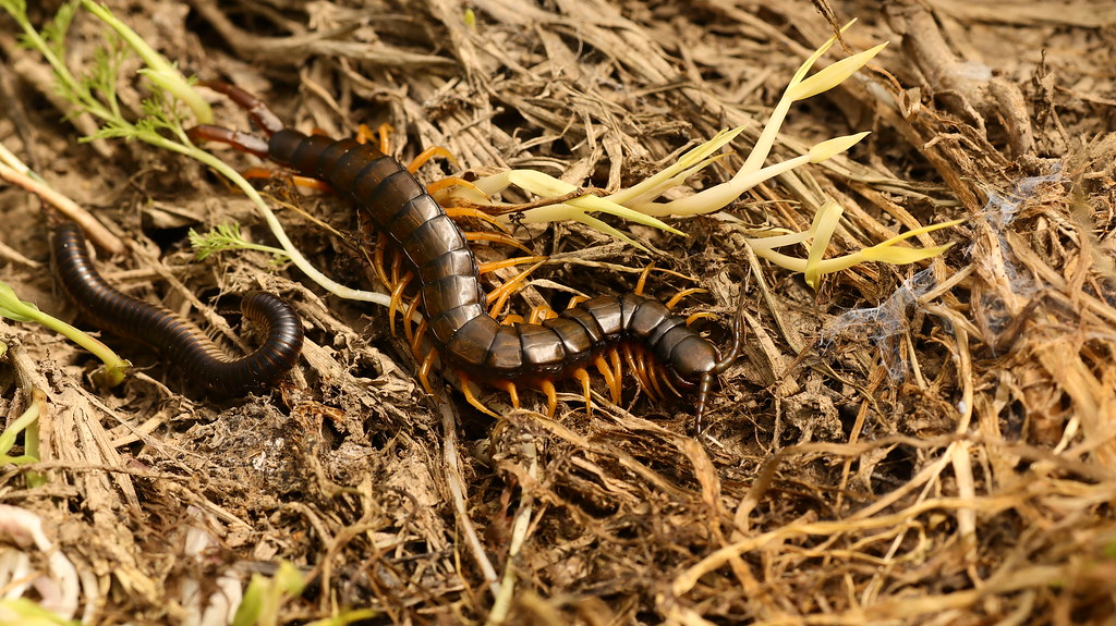 Centipede