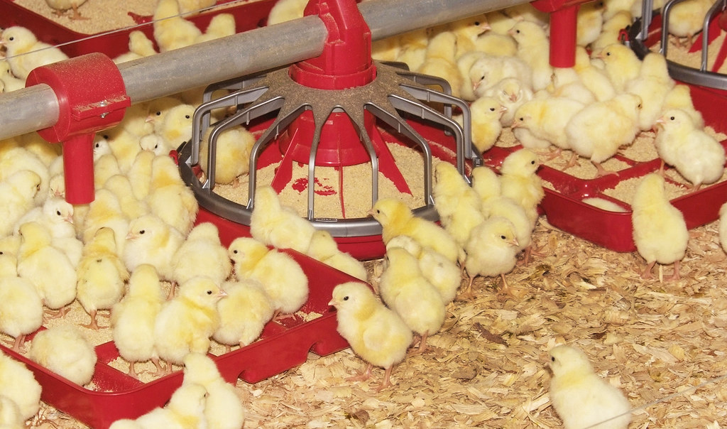 Chickens in Incubator