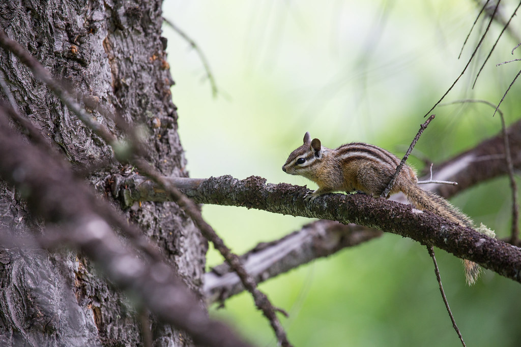 Chipmunk on the branch