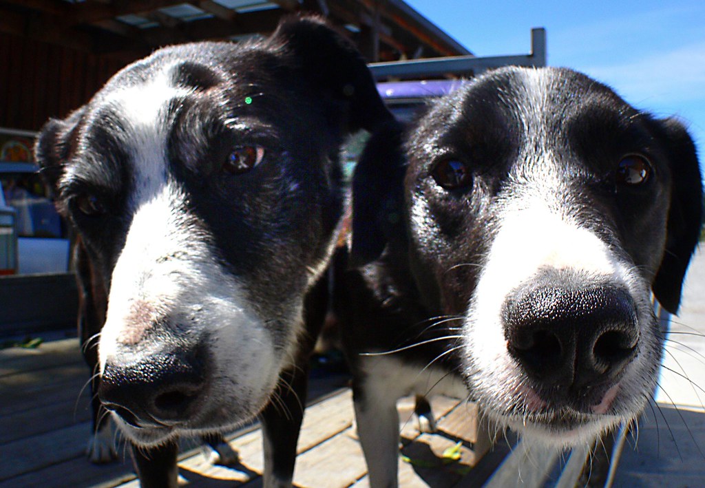 Dogs sniffing camera