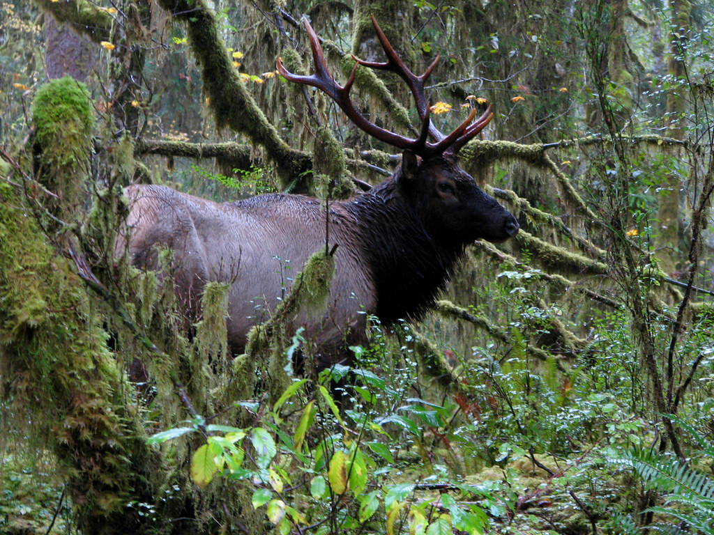Elk in the forest