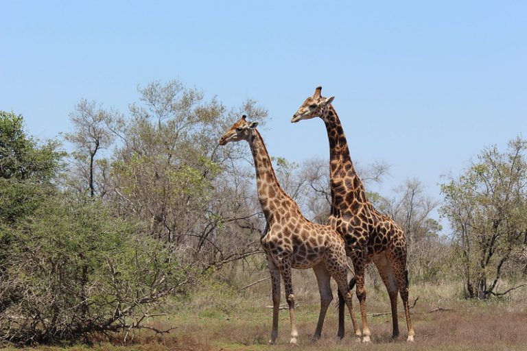 Giraffe | Animals that start with G