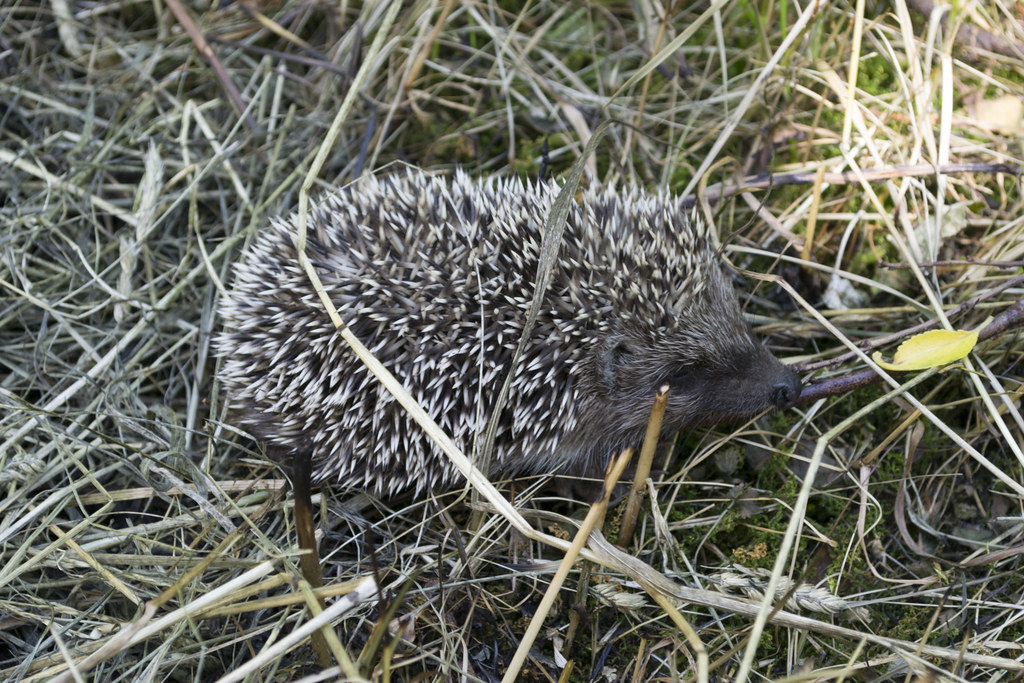 Hedgehog in the grass