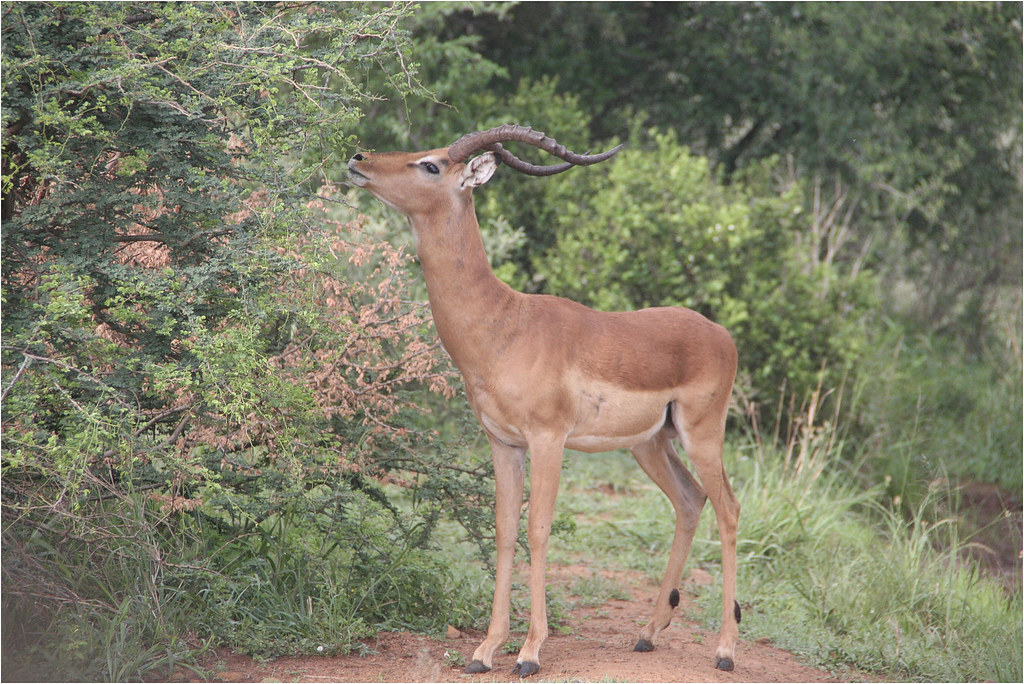 Impala eat the leaves