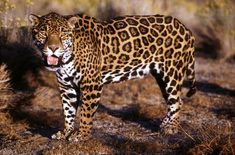 Jaguar Facts for Kids - Alphabetimals Animal Dictionary