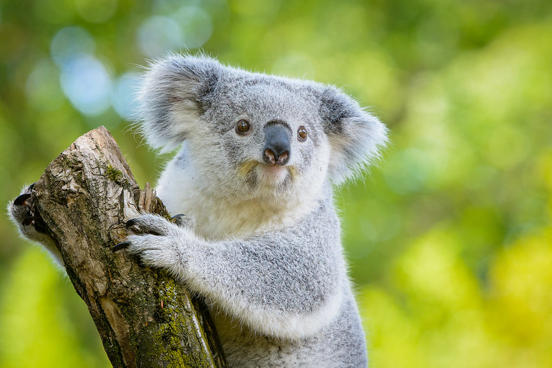 Koala Facts for Kids - Alphabetimals Animal Dictionary