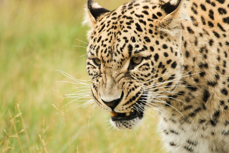 Leopard Animals that start with L