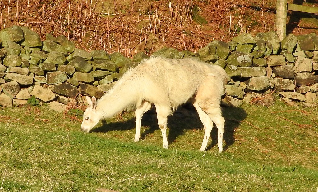 Llama eating grass