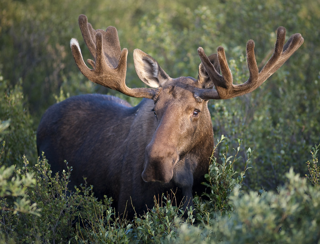 Moose in grass