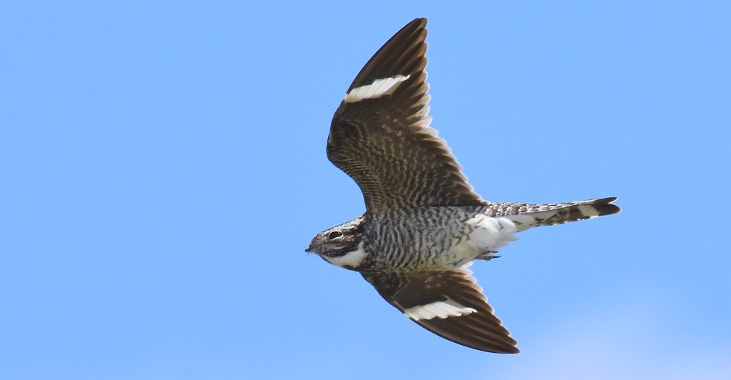 Nighthawk fly