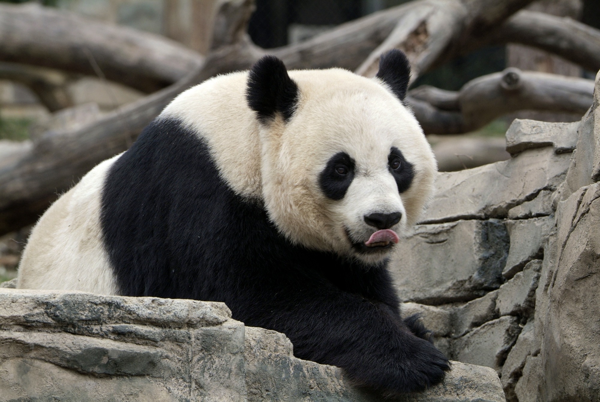 Panda licking lips