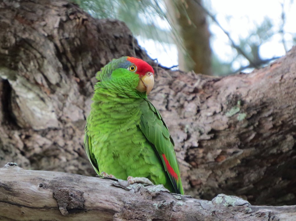 parrot on the tree