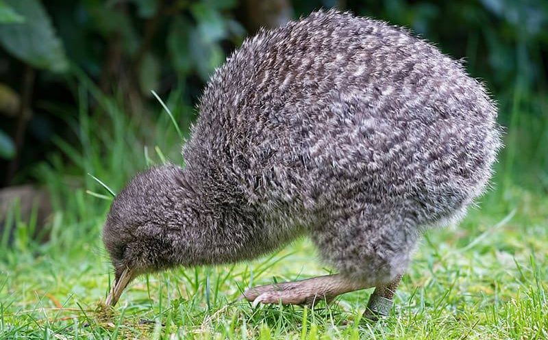 Kiwi bird