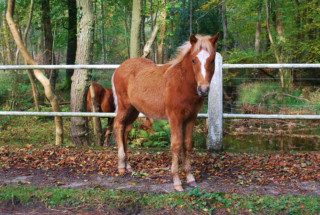Pony on the farm