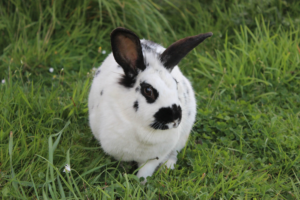 Rabbit