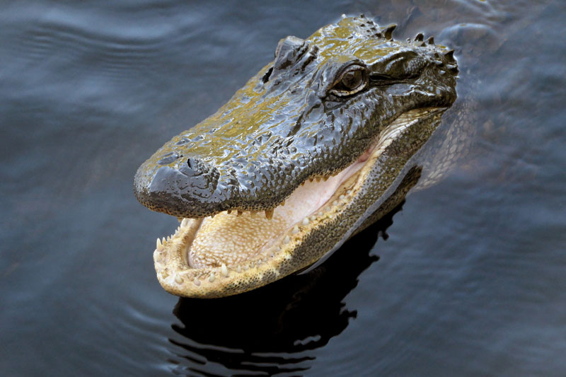 Real alligator in water