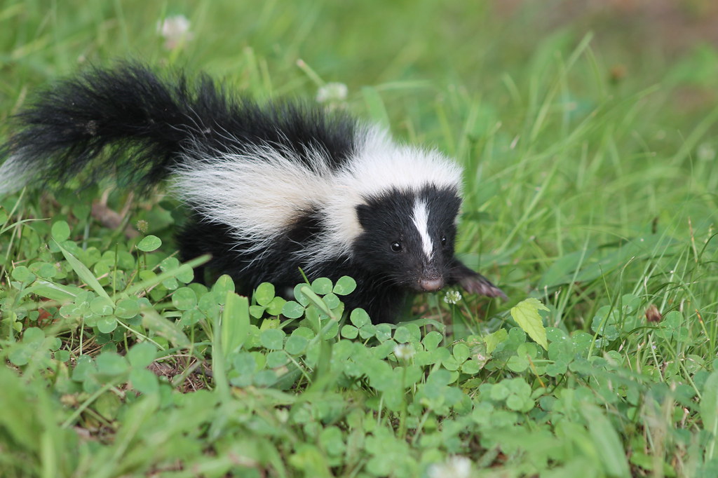 Skunk 
