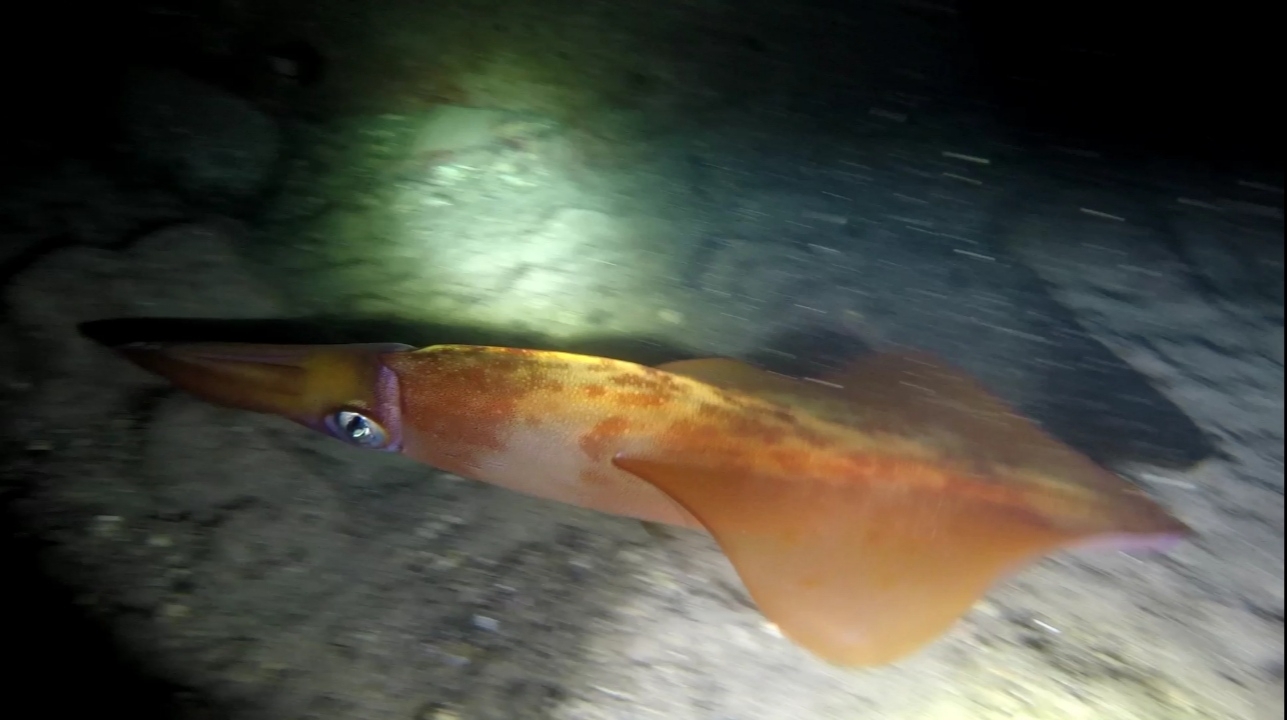 Squid
